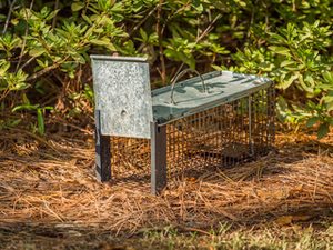raccoon removal